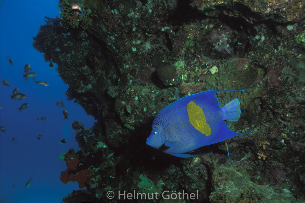 Pomacanthus maculosus, Arabischer Kaiserfisch, 028, RMPoSaToSo_1992-04.jpg
