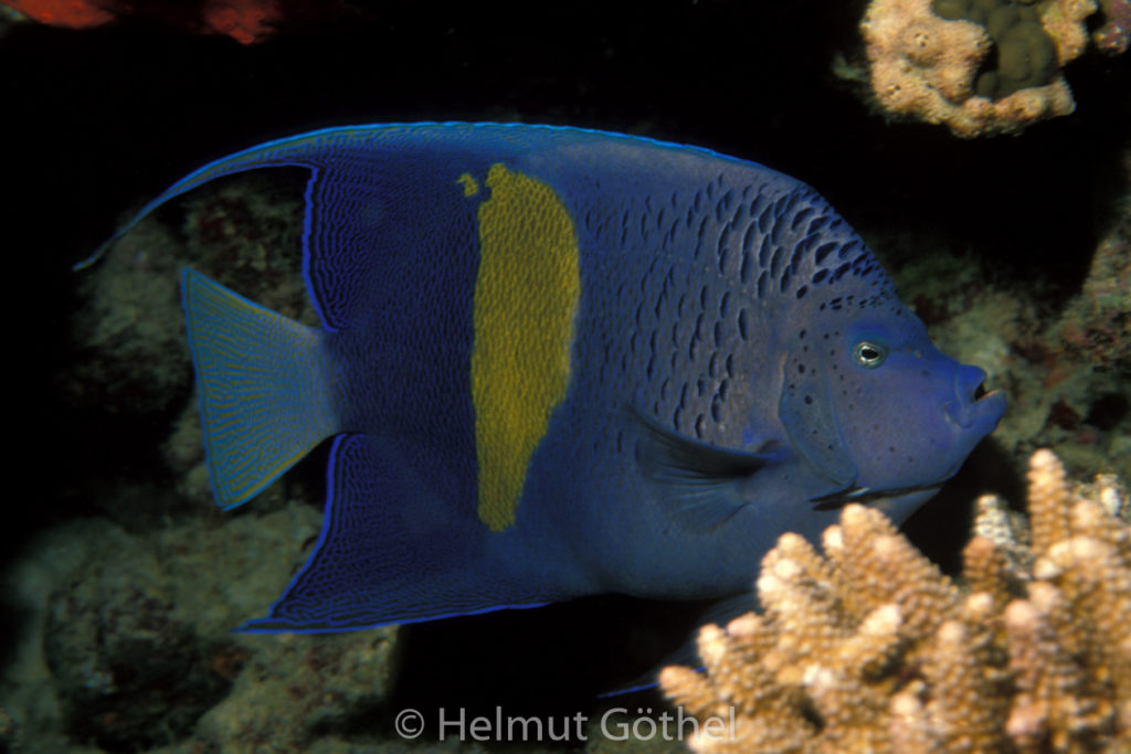 Pomacanthus maculosus, Arabischer Kaiserfisch, 030, RMHu_1990-03.jpg