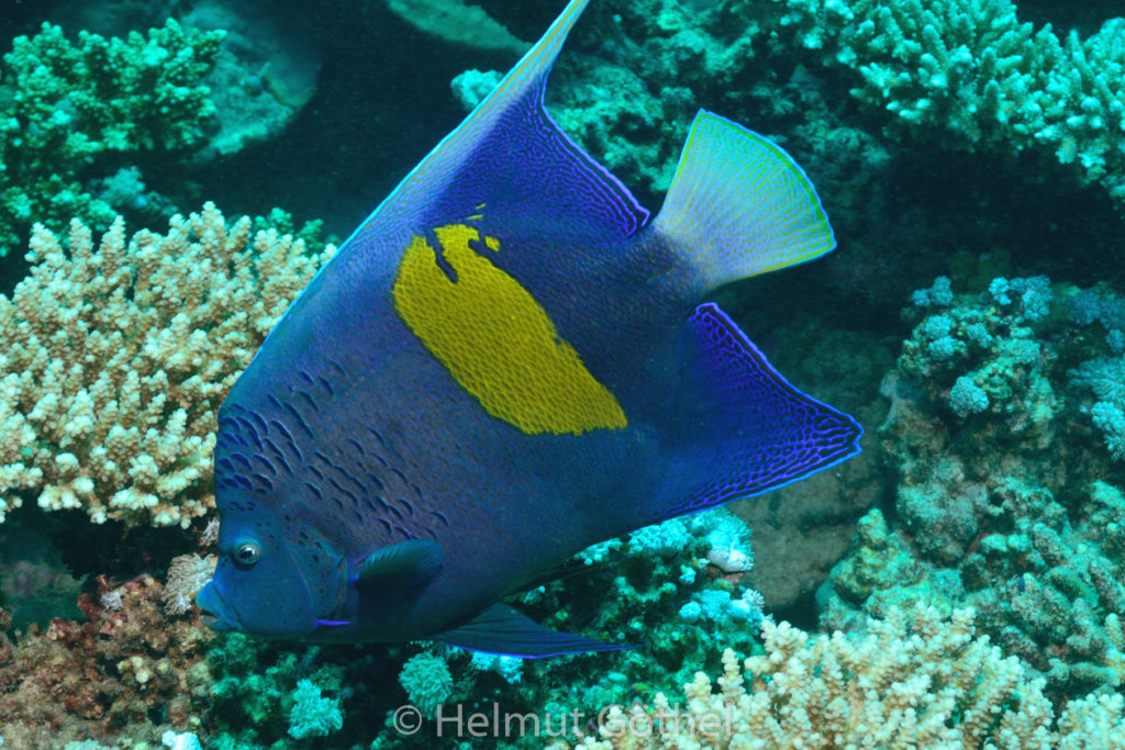 Pomacanthus maculosus, Arabischer Kaiserfisch, RMCoBeHaRisü, vorm, 2013-07-01, DSC_3604.jpg