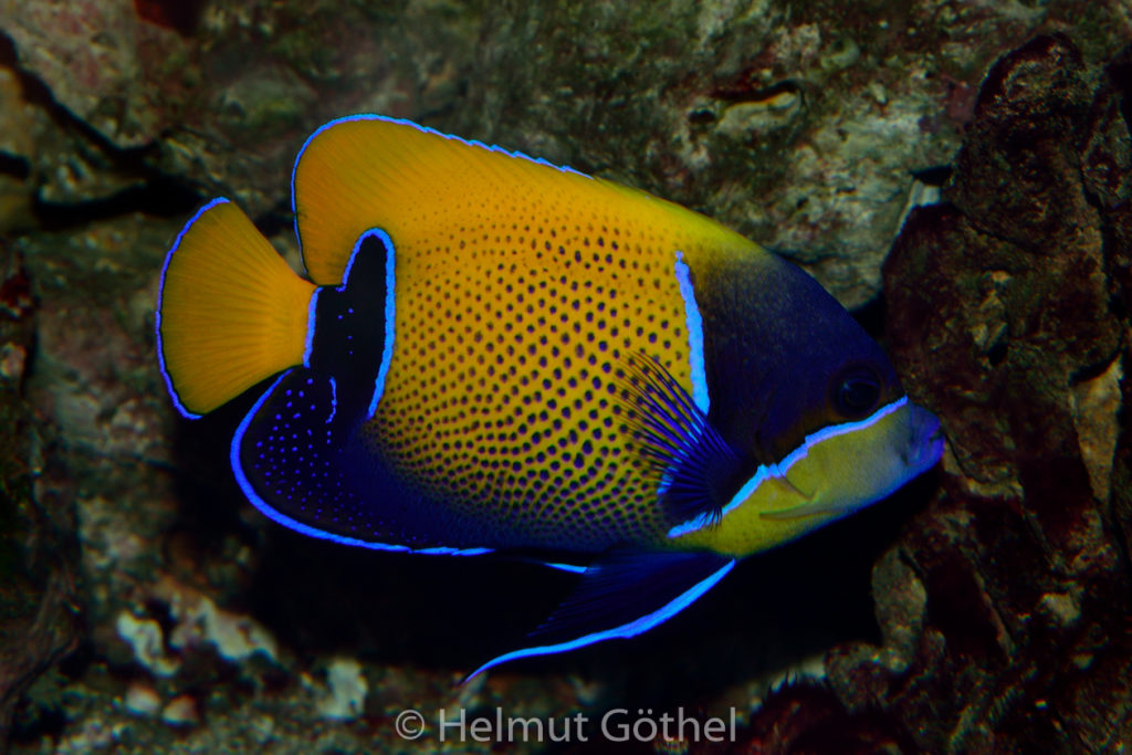 Pomacanthus navarchus, Traum-Kaiserfisch, ZoAqBer_2014-11-19, DSC_6813.jpg
