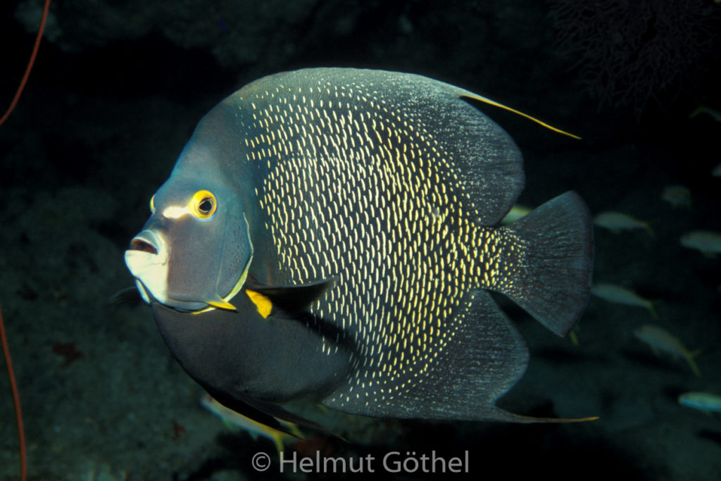 Pomacanthus paru, Franzosen-Kaiserfisch, 001, KarBeq_1991-10.jpg