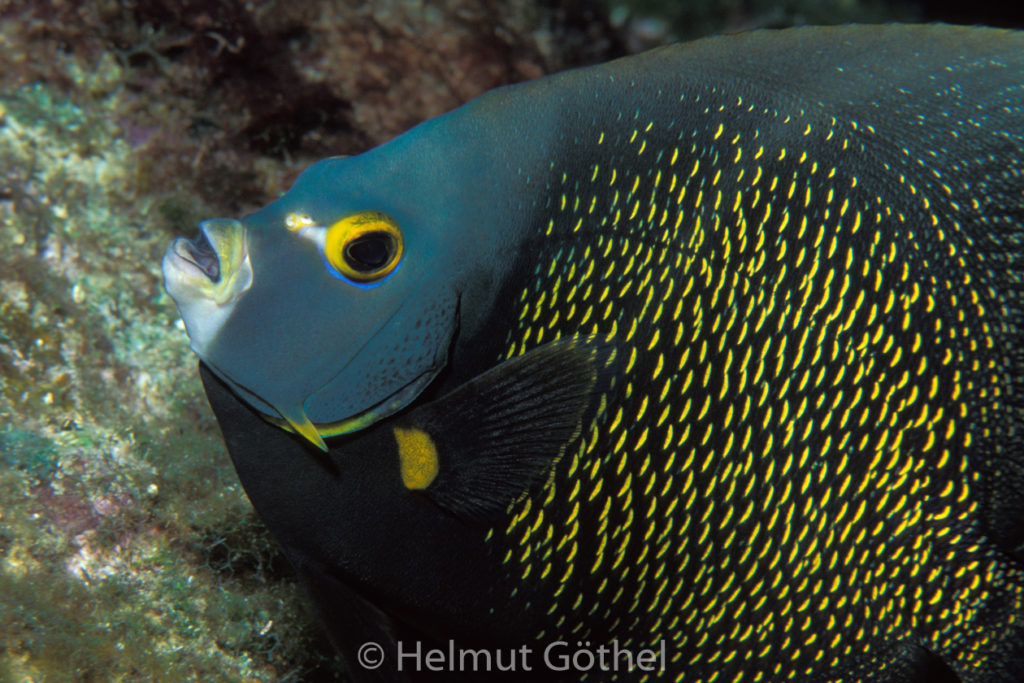 Pomacanthus paru, Franzosen-Kaiserfisch, 013, KarRoaHointhWa_2001-07.jpg