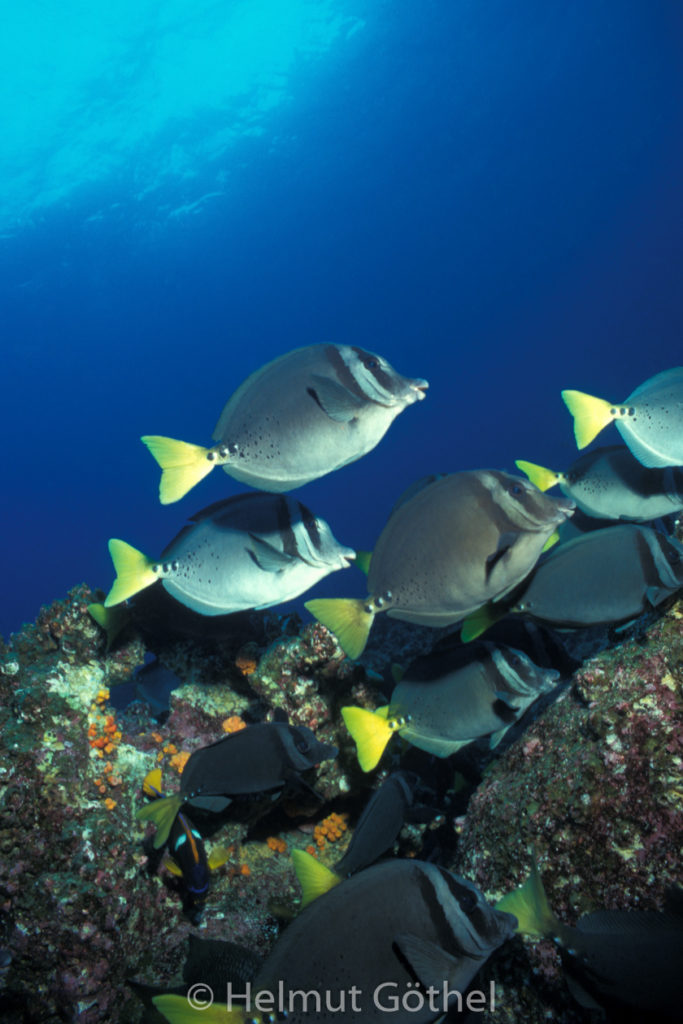 Prionurus laticlavius, Galapagos-Sägedoktorfisch, 001, GalShBay_1996-10.jpg