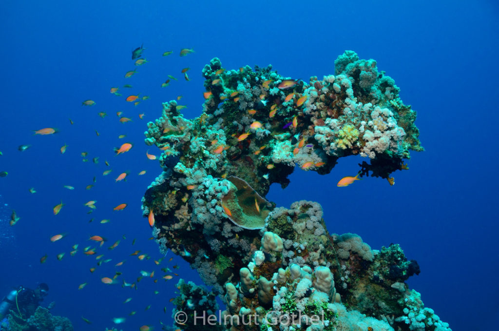 Pseudanthias squamipinnis, Juwelen-Fahnenbarsch, RMCoBeHaRisü_2013-06-28, DSC_3222.jpg