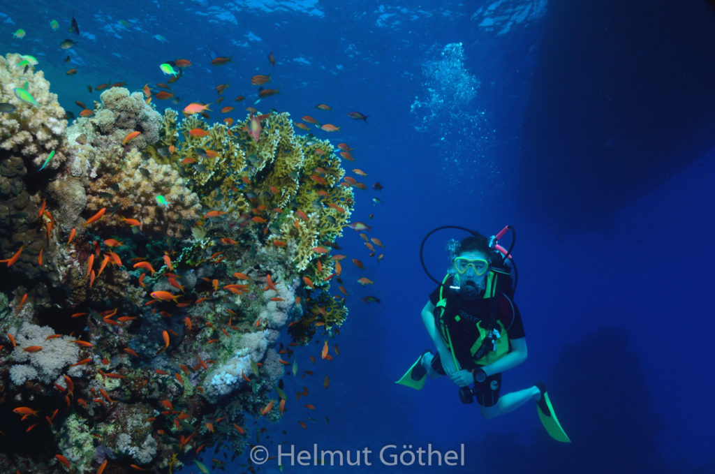 Pseudanthias squammipinnis, Harems-Fahnenbarsch, Annika, RMCoBeShMaAl_2013-06-30, nachm, DSC_3561.jpg