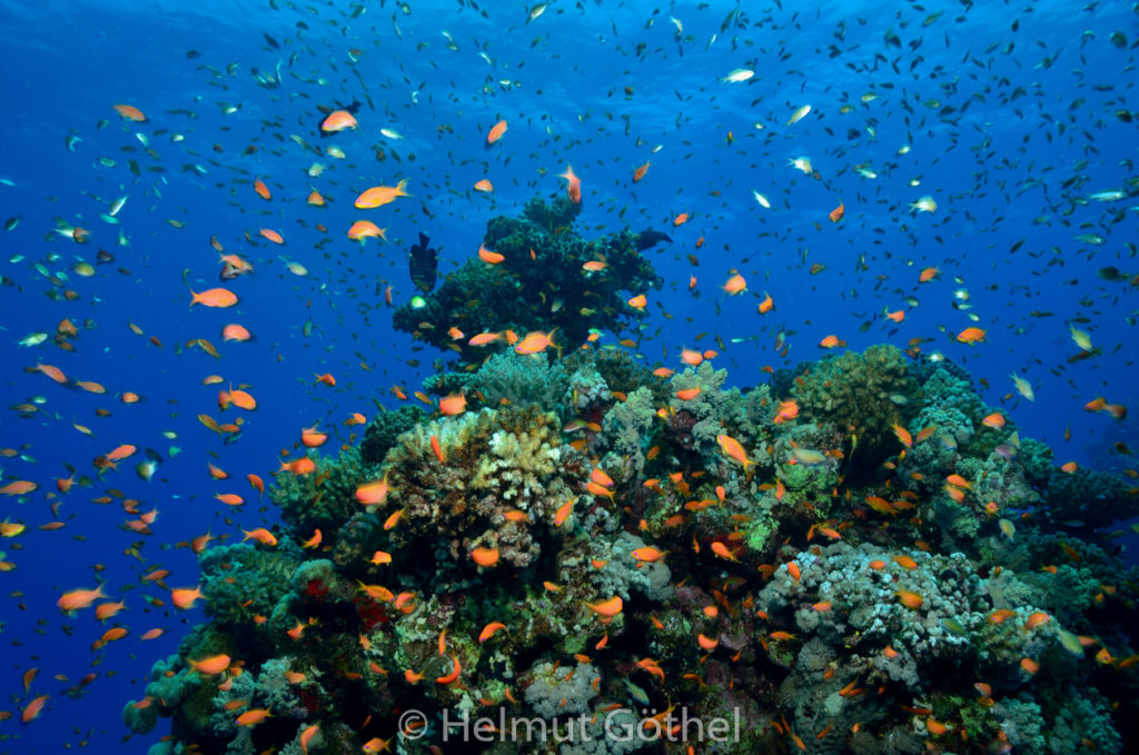Pseudanthias squammipinnis, Harems-Fahnenbarsch, RMCoBeShMaAl_2013-06-30, vorm, DSC_3498.jpg