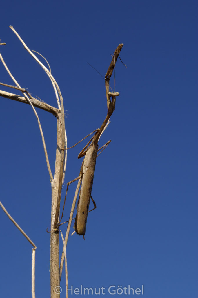 Pseudempusa pinnapavonis_IGP5783.jpg