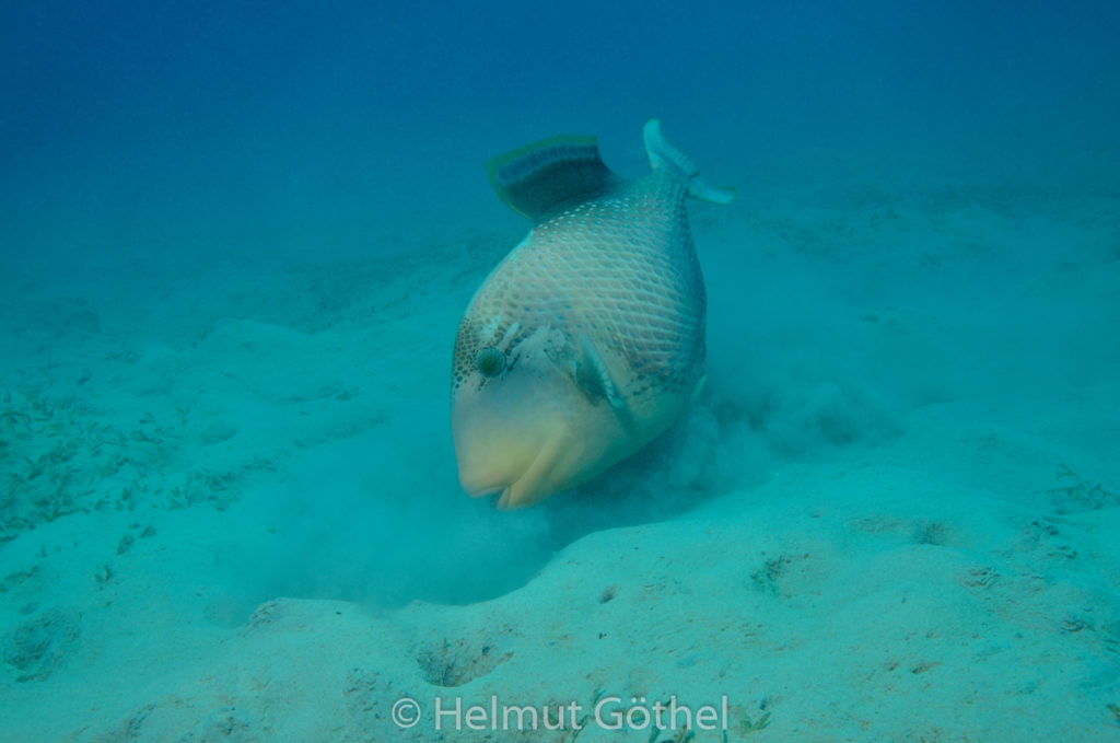Pseudobalistes flavimarginatus, Gelbsaum-Drückerfisch, RMCoBeMaSh_2013-07-04, vorm, DSC_3768.jpg