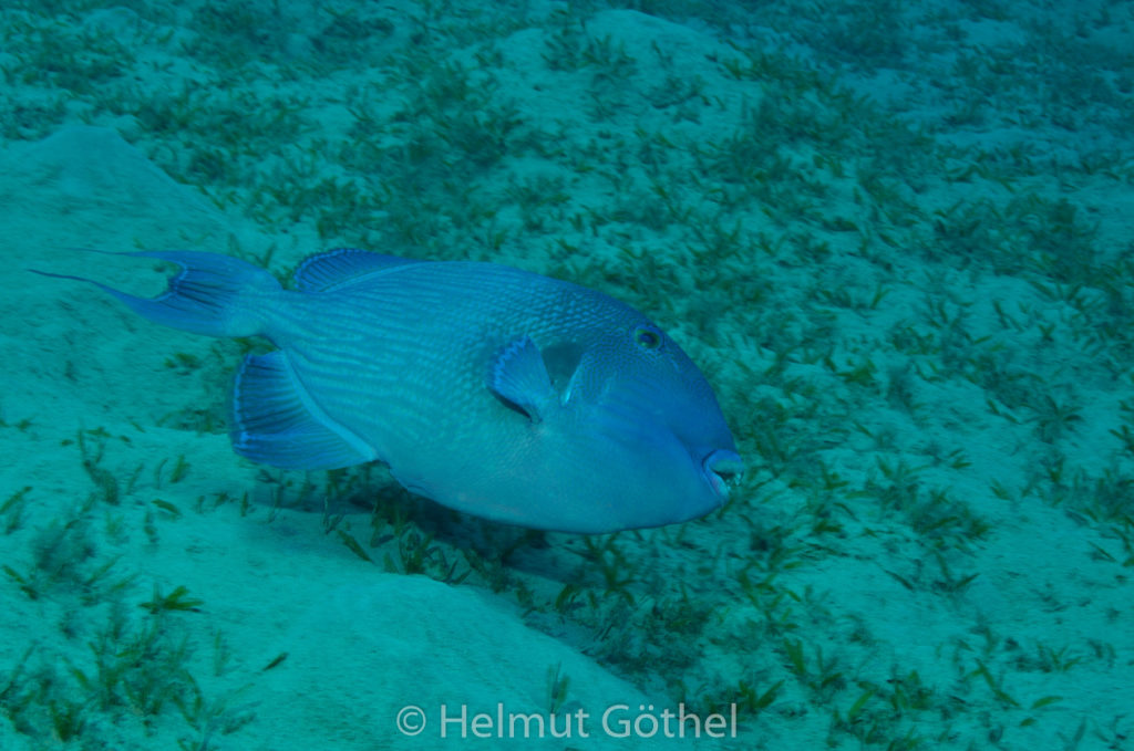 Pseudobalistes fuscus, Blauer Drückerfisch, Blaustreifen-Drückerfisch, RMCoBeMaEg_2013-07-10, nachm, DSC_4606.jpg