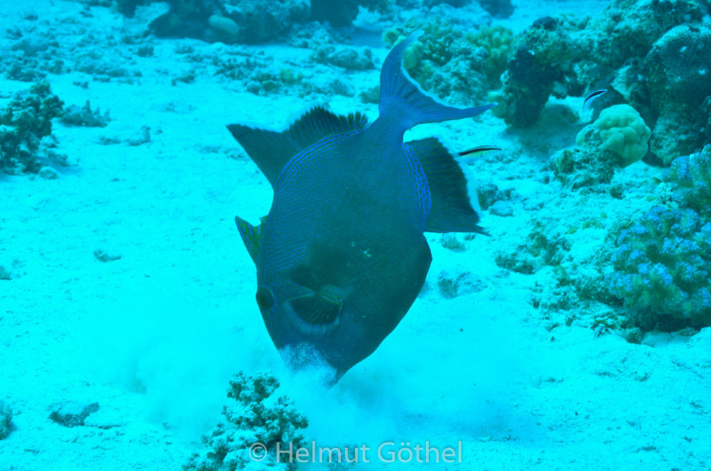 Pseudobalistes fuscus, Blauer Drückerfisch, Blaustreifen-Drückerfisch, RMCoBeShMaAl_2013-06-30, nachm, DSC_3543.jpg