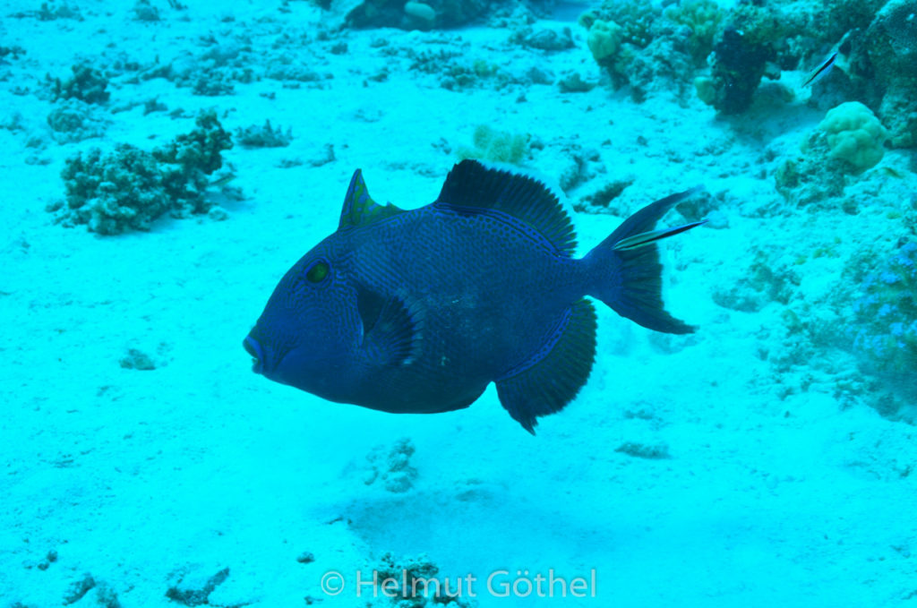 Pseudobalistes fuscus, Blauer Drückerfisch, Blaustreifen-Drückerfisch, RMCoBeShMaAl_2013-06-30, nachm, DSC_3544.jpg