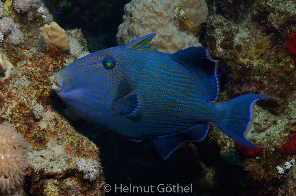 Pseudobalistes fuscus, Blauer Drückerfisch, RMCoBeHaRisü_2014-06-27, nachm, DSC_5711.jpg