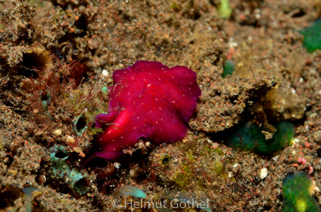 Pseudoceros sp, Purpur-Plattwurm, BaTuSeSe_2017-09-10, nacht, UWB_7154.jpg
