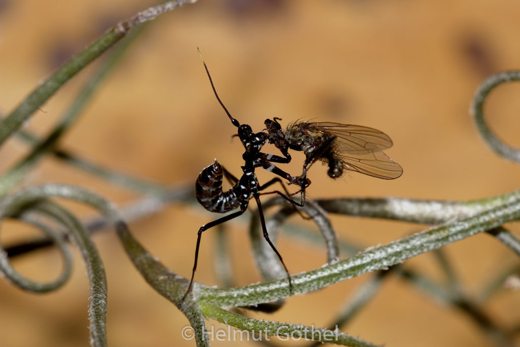 Pseudocreobrotha wahlbergi, Blütenmantis, Nymphe_IGP2658.jpg