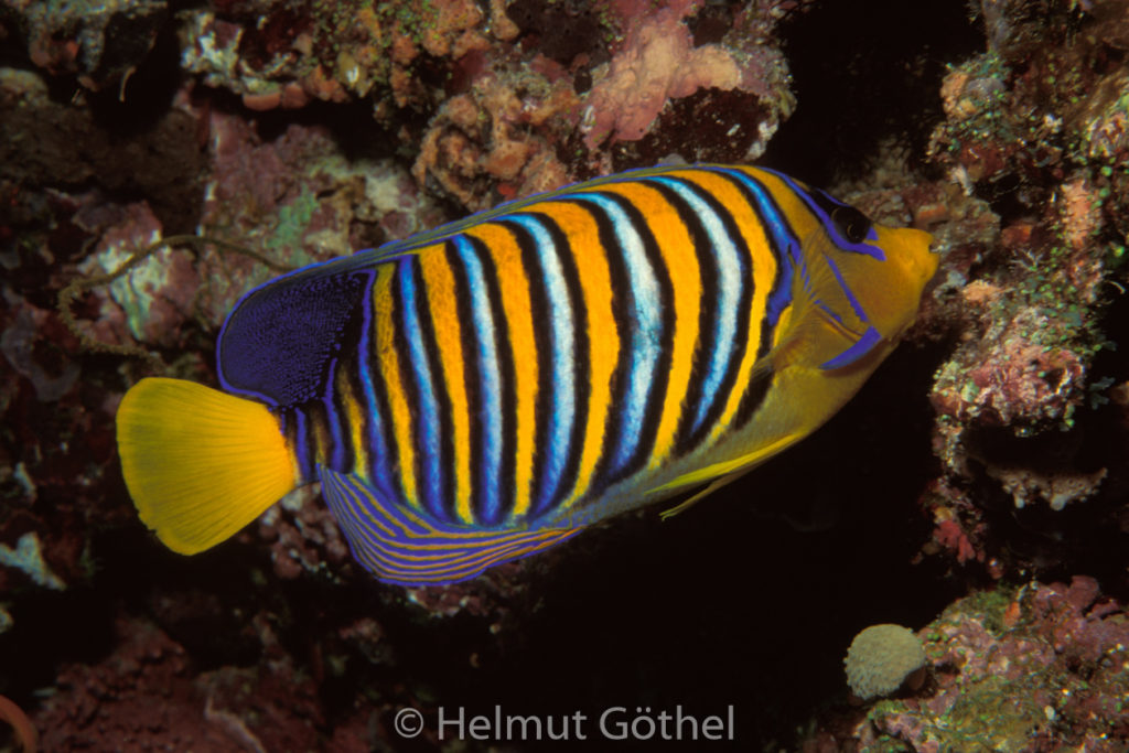 Pygoplites diacanthus, Pfauen-Kaiserfisch, 024, MalHel_1994-05.jpg
