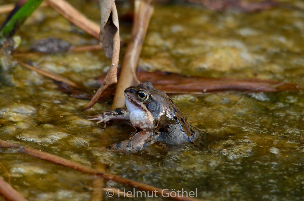 Rana temporaria, Grasfrosch, Männchen rufend, Hohnstorf, Gartenteich, 2016-04-09, DSC_5985.jpg