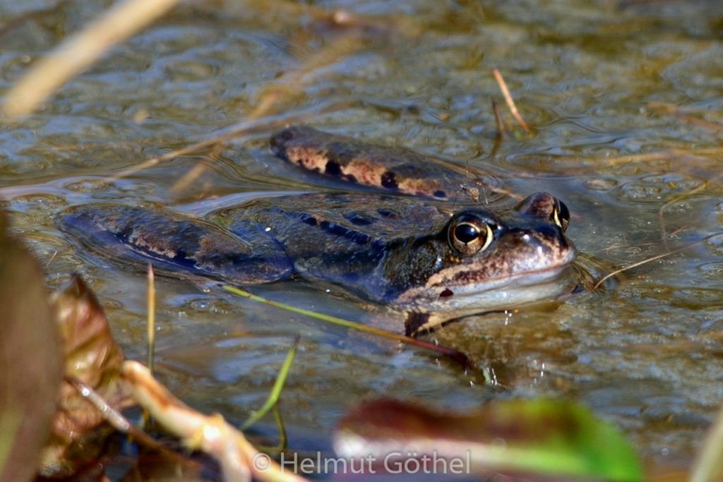 Rana temporaria, Grasfrosch, Stechmücke, Hohnstorf, Gartenteich, 2016-04-09, DSC_5934.jpg