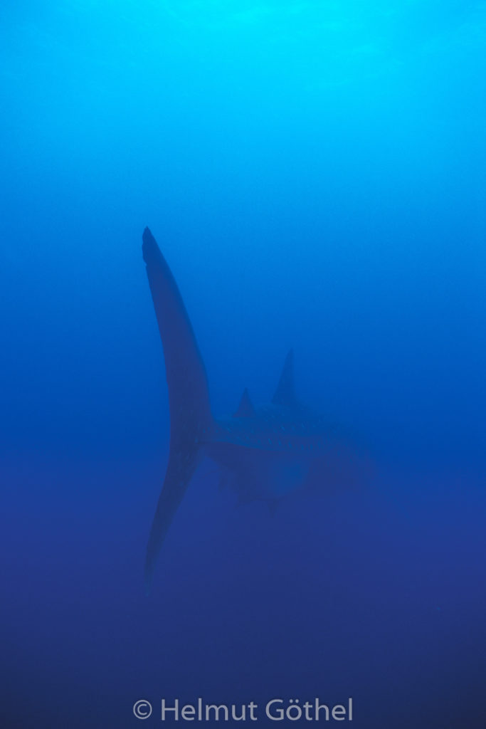 Rhincodon typus, Walhai, 005, GalDaAr_1996-10.jpg