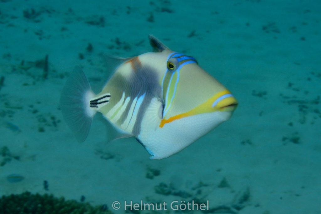 Rhineacanthus aculeatus, Gemeiner Picasso-Drückerfisch, MalEmbHaRiCoGaSn_2015-09-24 vorm, DSC_9530.jpg