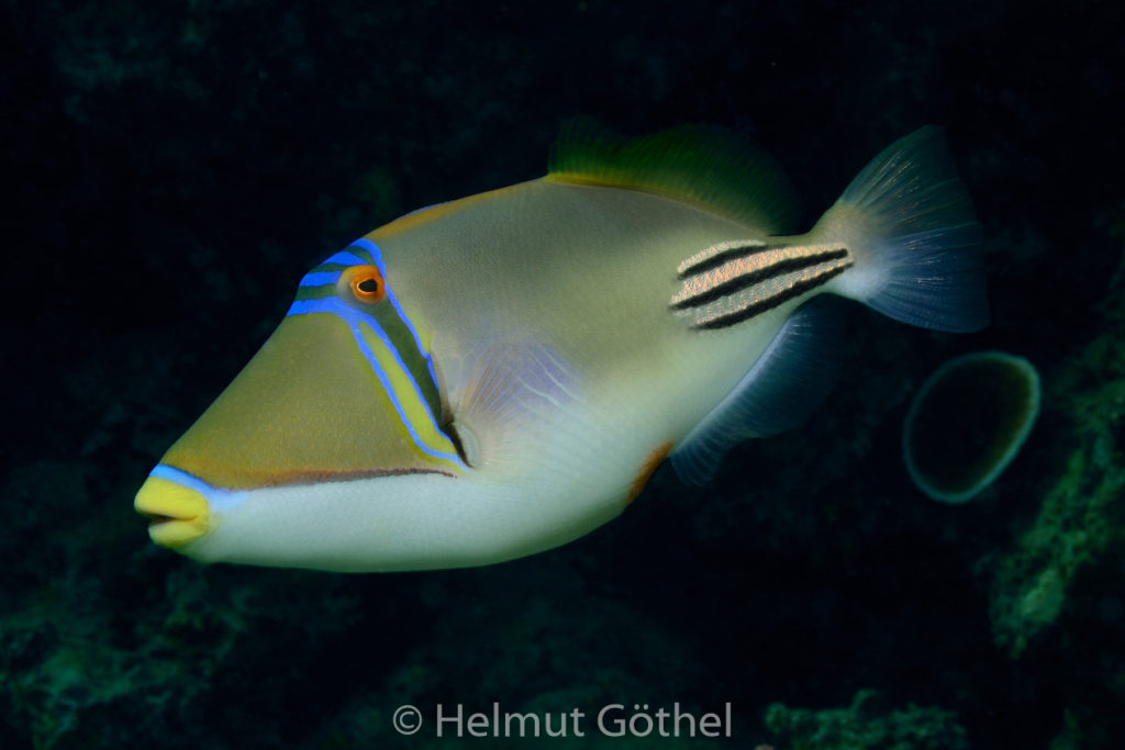 Rhineacanthus assai, Rotmeer-Picasso-Drückerfisch, RMCoBeHaRisü_2014-06-26, DSC_5439.jpg