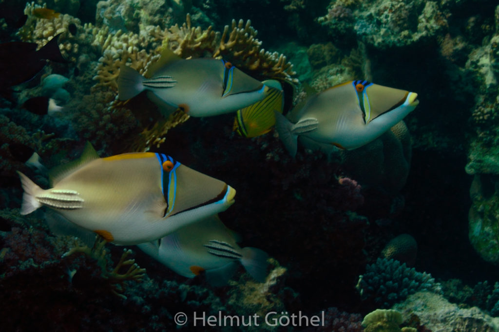 Rhineacanthus assai, Rotmeer-Picasso-Drückerfisch, RMCoBeMaShnona_2014-07-05, DSC_6560 TS.jpg