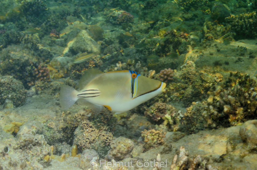 Rhineacanthus assai, Rotmeer-Picasso-Drückerfisch, RMUBHaRiSchn_2012-08-14, DSC_0062.jpg