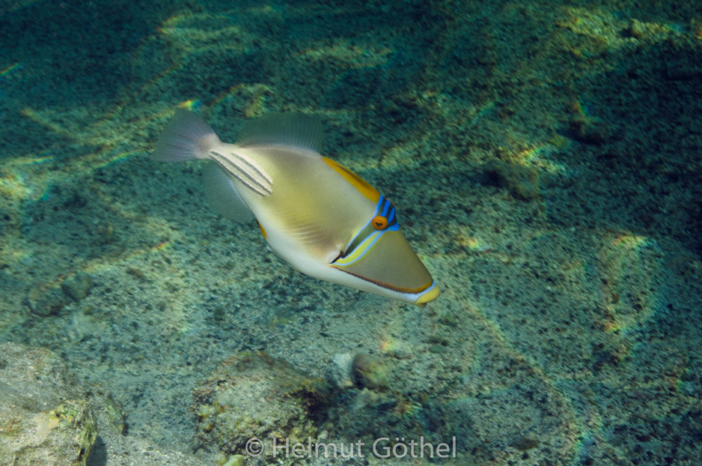 Rhineacanthus assai, Rotmeer-Picasso-Drückerfisch, RMUBHaRiSchn_2012-08-14, DSC_0075.jpg