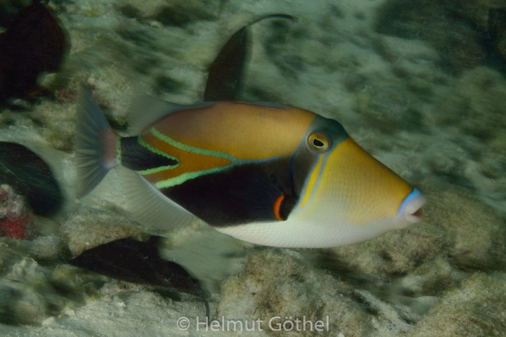 Rhineacanthus rectangulus, Keil-Picasso-Drückerfisch, MalEmbHaRiJeSn_2015-09-26, DSC_9929.jpg