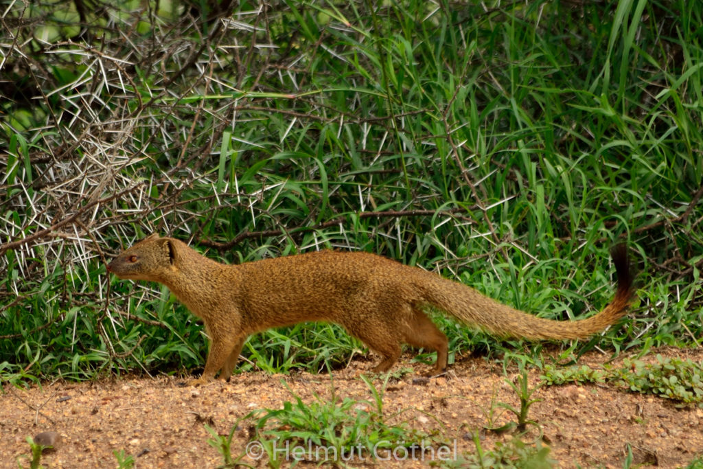 Rotichneumon, Herpestes sanguineus, TanSer_2017-03-01, TEL_5948.jpg