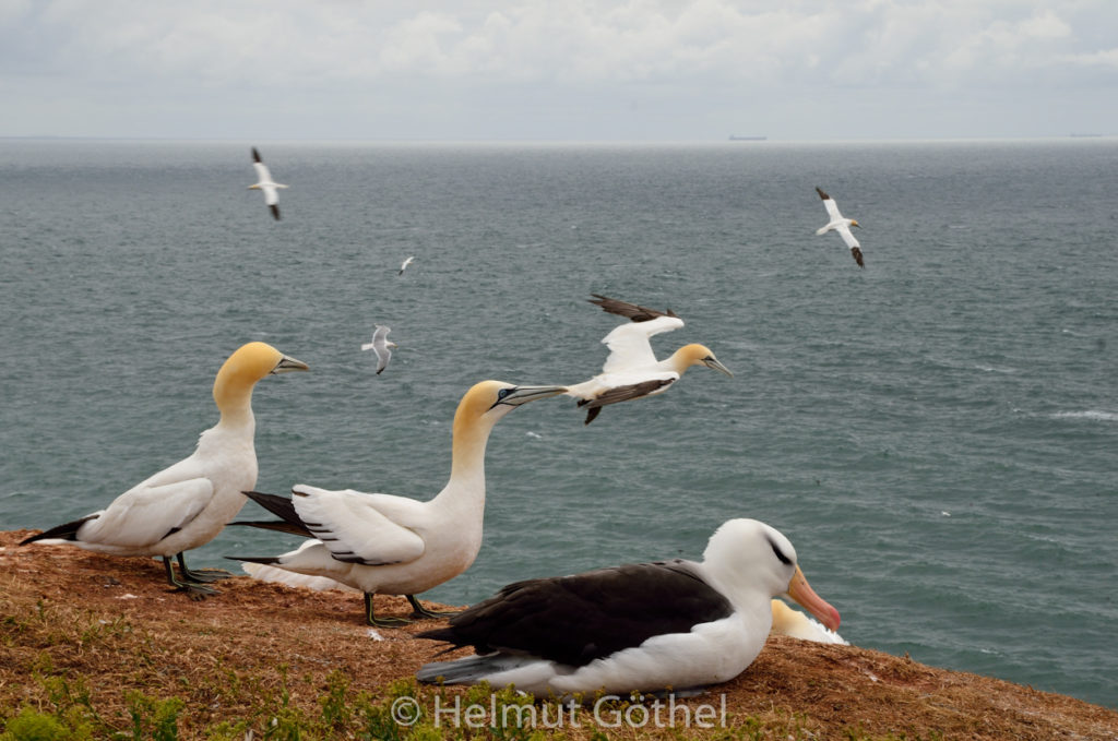 Schwarzbrauen-Albatros, Basstölpel, Helgoland 2015-06-19, DSC_8210.jpg