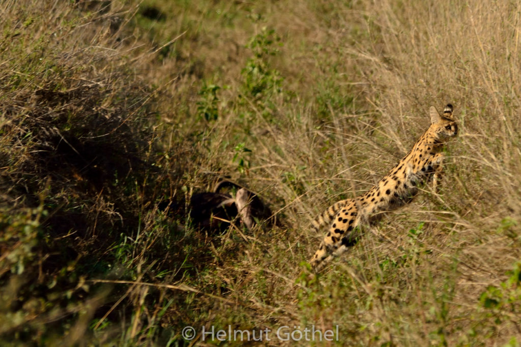 Serval, TanSer_2017-03-02. TEL_6565-A.jpg