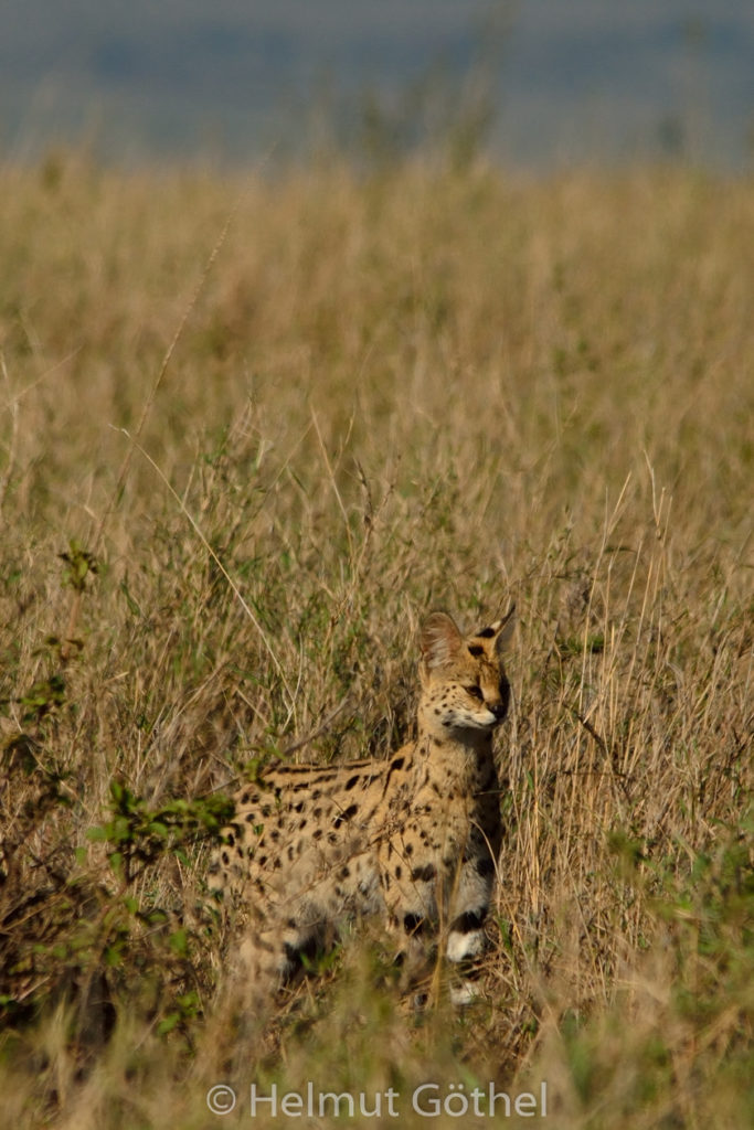 Serval, TanSer_2017-03-02. TEL_6572-Ah.jpg