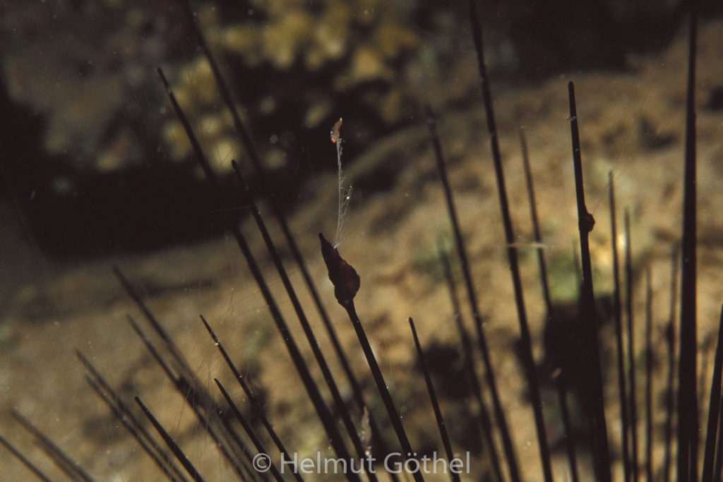 sessile Rippenqualle, 01, RMSeN, nacht, 1989-05.jpg