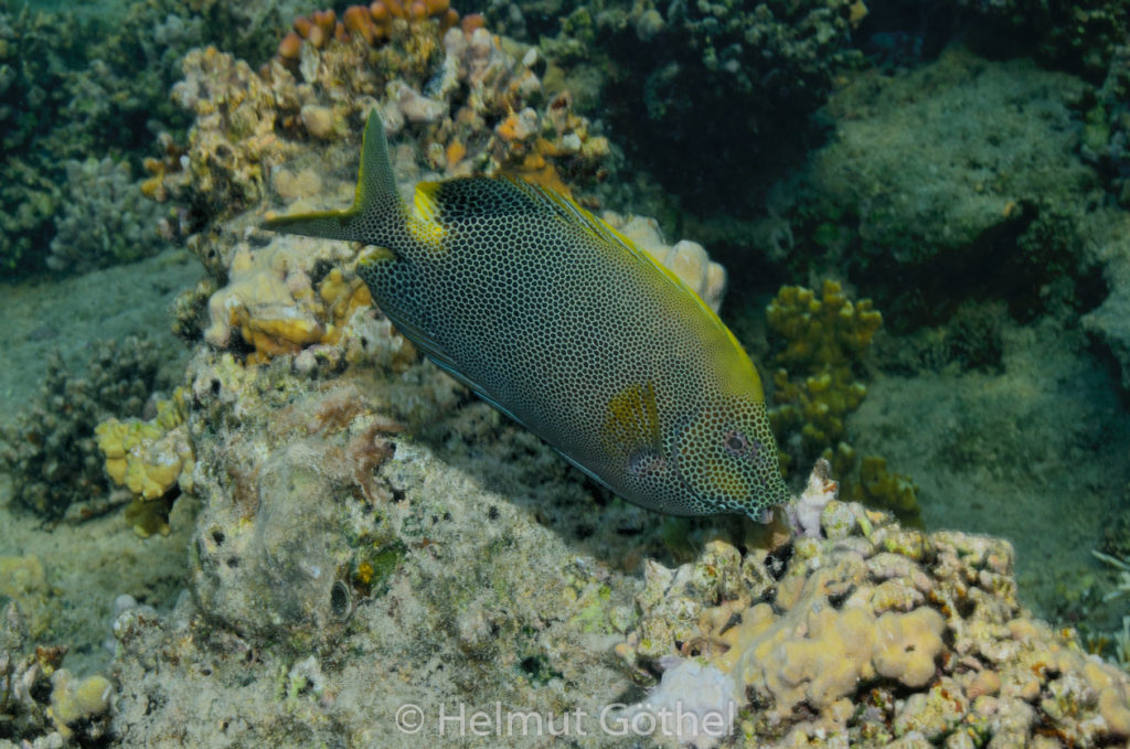 Siganus stellatus stellatus, Tüpfel-Kaninchenfisch, RMUBHaRiSchn_2012-08-16, DSC_0385.jpg