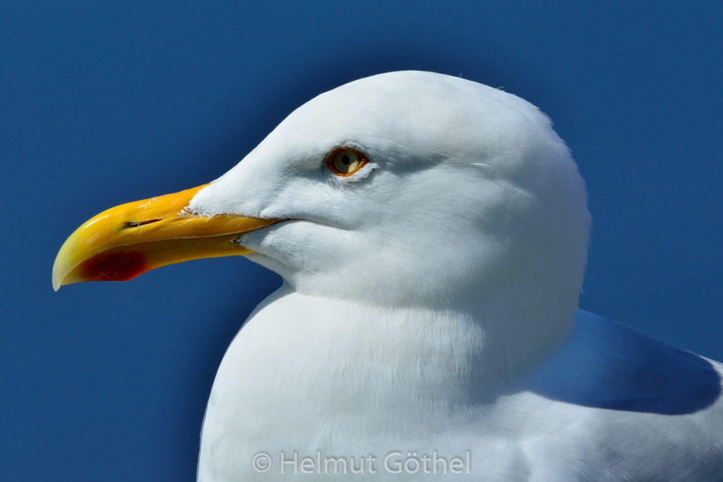Silbermöwe, Helgoland 2014-05, DSC_1553.jpg