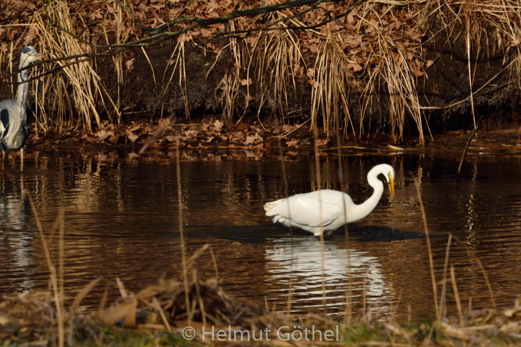 Silberreiher + Graureiher, Bu_2017-02-12, DSC_2478.jpg