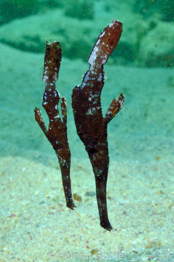 Solenostomus cyanopterus, Seegrasgeisterpfeifenfisch, RMCoBeHaRisü_2013-06-28, DSC_3300.jpg
