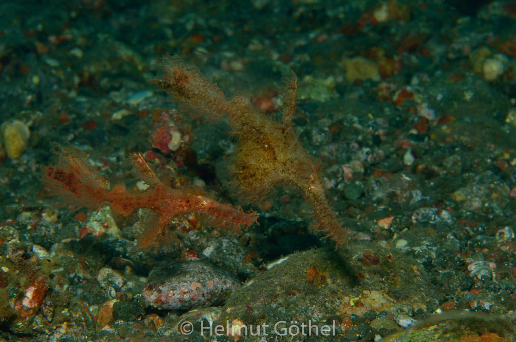 Solenostomus paegnius, Haariger Geisterpfeifenfisch, BaTuBaBe_2017-09-07, UWB_6114.jpg