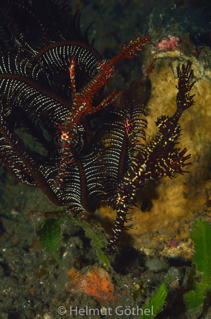 Solenostomus paradoxus, Harlekin-Geisterpfeifenfisch, Capillaster multiradiatus, Haarstern, BaTuMiLa_2017-09-10, UWB_6950.jpg