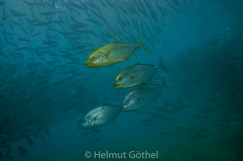 Sphyraena flavicauda, Gelbschwanz-Barrakuda, Carangoides bajad, Zitronen-, Gelbgefleckte Stachelmakrele, RMCoBeHaRiBuno_2014-07-08, vorm, DSC_7069.jpg