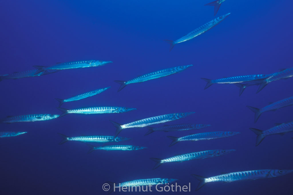 Sphyraena sphyraena, Europäischer Barrakuda, 001, MiIbSaMiIsMa_1999-08.jpg