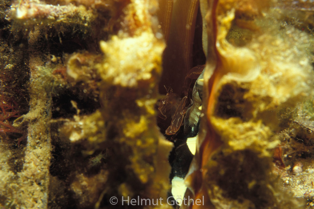 Steckmuschelgarnele, Pontonia pinnophylax, 02, MiIbSM, nacht, 1987-08.jpg