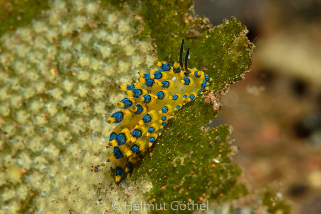 Stiliger ornatus, Blauring-Kolbensaftsauger, BaTuMe1_2017-09-03, UWB_5249.jpg