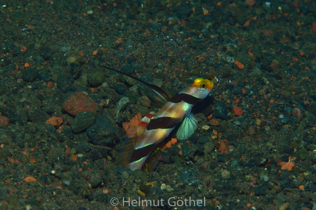 Stonogobius nematodes, Schwarzfaden-Wächtergundel, Alpheus randalli, BaTuBlHi_2017-09-10, UWB_7069.jpg