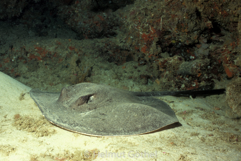 Taeniura meyeni, Schwarzpunkt-Stachelrochen, Stechrochen, 003, MalEl_1991-07.jpg