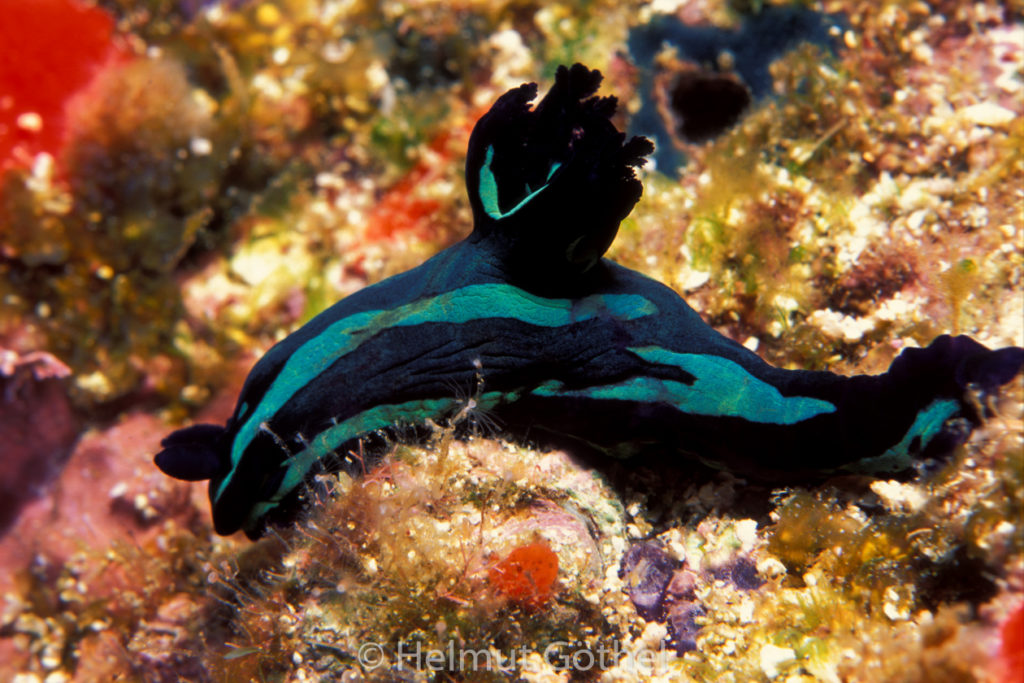 Tambja fantasmalis, Türkisschwarze Neonsternschnecke, KapVerSan_2000-05.jpg