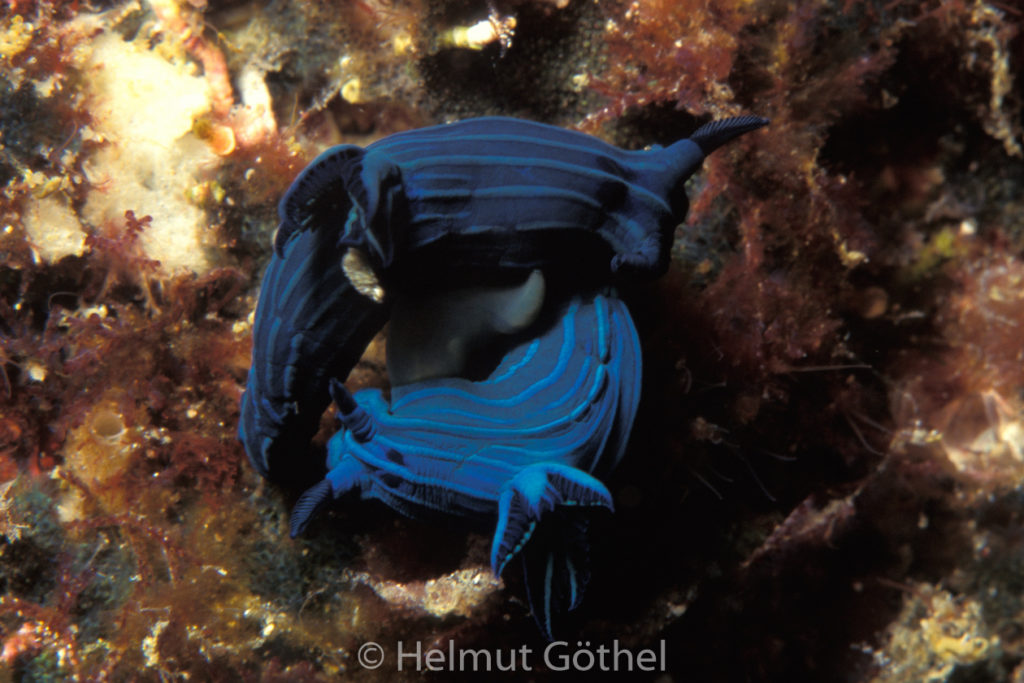 Tambja mullineri, Neonsternschnecke, 008, GalSeIs_1996-10.jpg