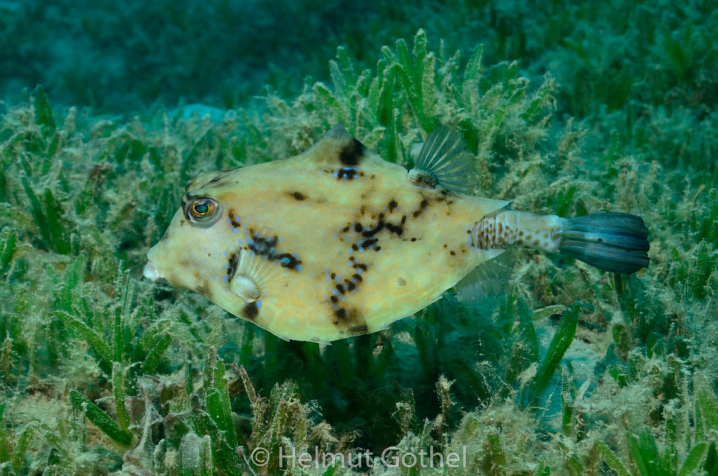 Tetrasomus gibbosus, Pyramiden-Kofferfisch, RMUBUmElRo_2014-07-01, vorm, DSC_6158.jpg