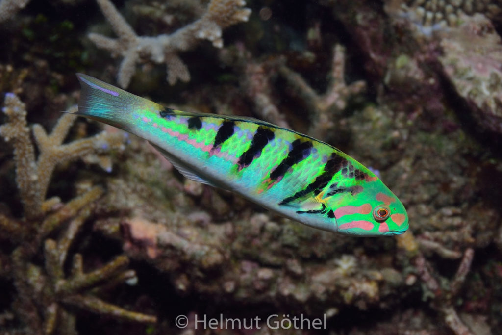 Thalassoma hardwickii, Sechsstreifen-Lippfisch, MalEmbHaRisüaSn, Dämmerung_2015-09-24, DSC_9613.jpg
