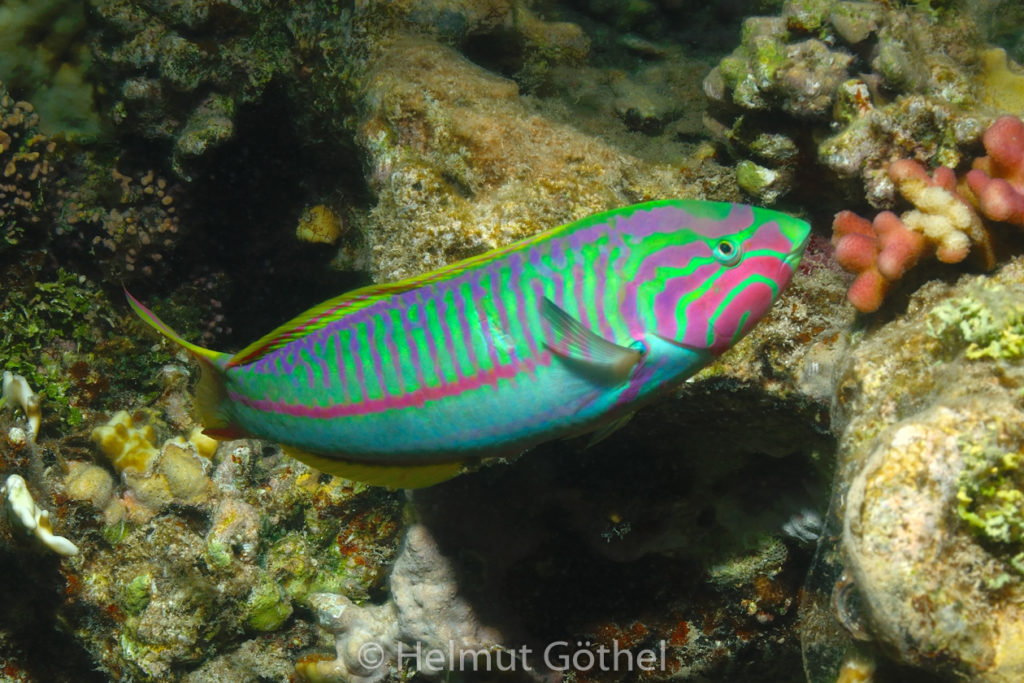 Thalassoma klunzingeri, Regenbogen-Lippfisch, m, Ausschn, RMUBHaRisüSchn, 2010-08-14, DSC_0125.jpg